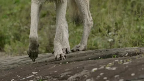 Arctic wolf closeup wet paws walk towards camera slomo Stock Footage 220721600