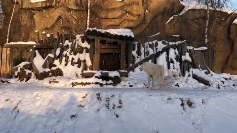 Arctic wolf Stock Footage 100239644