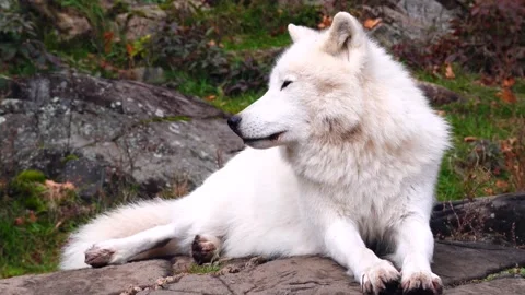 The arctic wolf Video stock 202628744