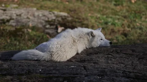 Arctic wolf laying down on rock getting sleepy paralax rolling camera move 動画素材 221010304