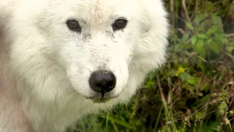 Arctic wolf licking its nose while looking at the camera Stock-Footage 341327894
