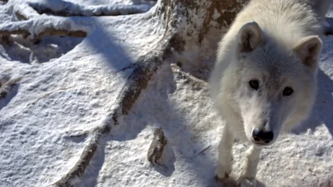 Arctic Wolf loner in snowy landscape Video stock 71753632