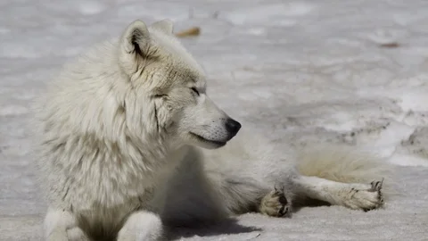 Arctic wolf looking around in slow motion 1 Stock Footage 106592245