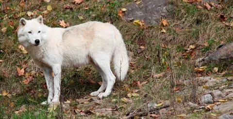 Arctic wolf looking back on a fall day Stock Photos
