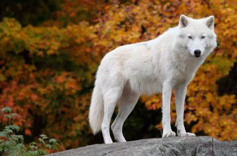 Arctic wolf looking at the camera on a fall day Foto stock