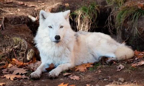 Arctic wolf looking at the camera Stock Photos
