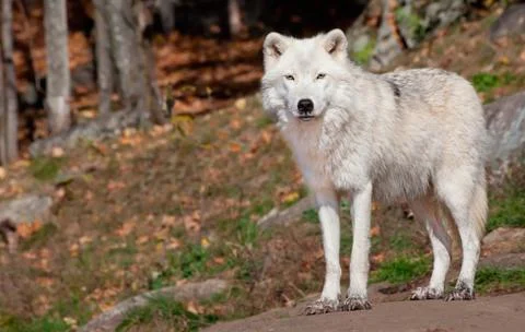 Arctic wolf looking at the camera Stock Photos