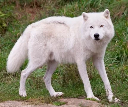 Arctic wolf looking at the camera Stock Photos