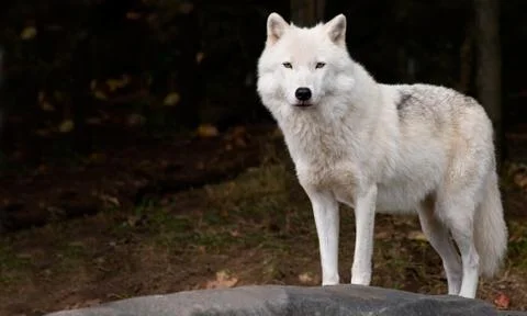 Arctic wolf looking at the camera Stock Photos