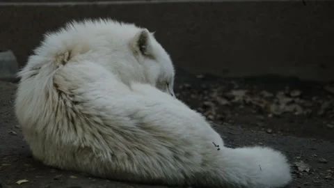 Arctic wolf lying curled on the ground inside a zoo enclosure in Belgrade Stock Footage 325790545