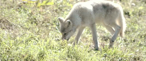 Arctic wolf lying down in the autumn grass Stock Footage 168328601