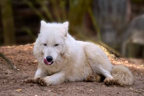 Arctic Wolf lying on ground Stock Photos