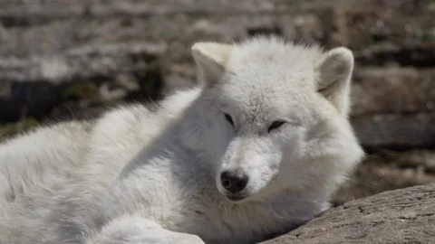 Arctic wolf lying head on rock - going to sleep Stock Footage 106592288