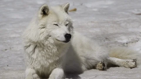 Arctic wolf lying on the tundra Stock Footage 106592324