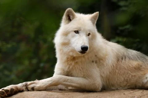Arctic wolf in nature Stock Photos