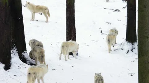 Arctic Wolf pack in snowy landscape Vidéo 20476727