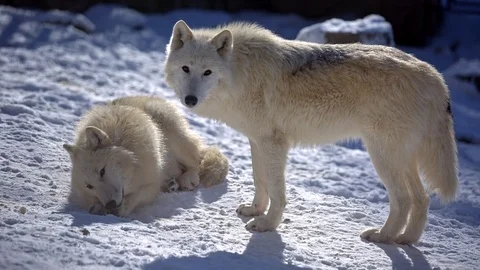 Arctic Wolf pack in snowy landscape Vidéo 71753768