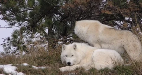 Arctic Wolf Pair of White Wolves Resting Looking Around in Winter Snow Vídeo Stock 297220506