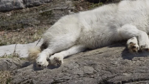 Arctic wolf pan across sleeping beast Stock Footage 106592346