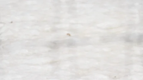 Arctic wolf pan to pack Stock Footage 106592398