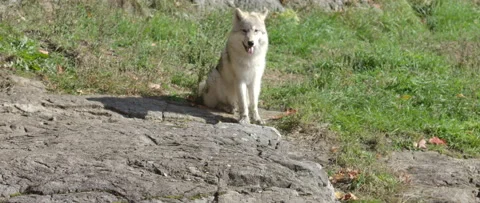 Arctic wolf panting in warm summer sun Stock Footage 140266585