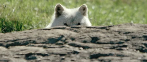 Arctic wolf peeking from behind a log Stock Footage 168328623