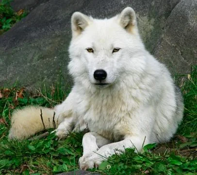 Arctic wolf Stock Photos