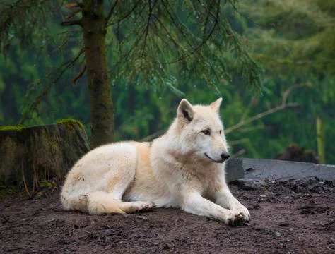 Arctic wolf Stock Photos