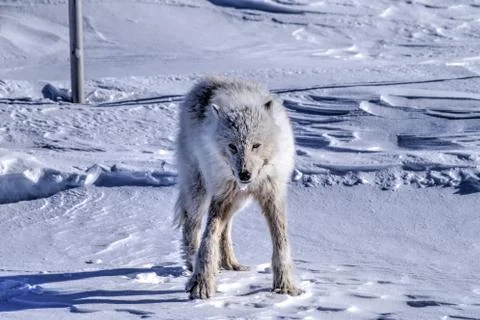 Arctic Wolf Stock Photos