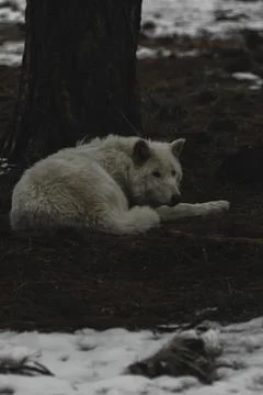 Arctic Wolf Stock Photos
