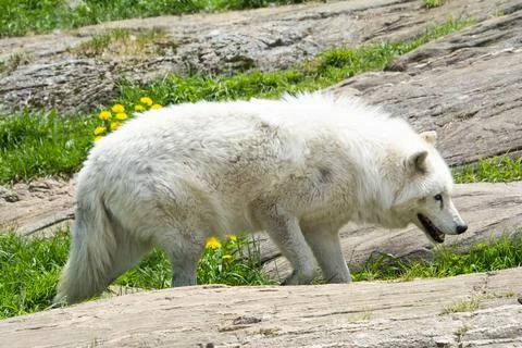 An Arctic Wolf. Stock Photos
