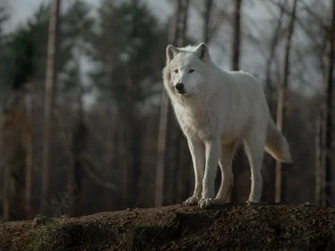 Arctic wolf Stock Photos