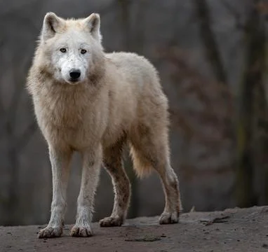 Arctic wolf Stock Photos