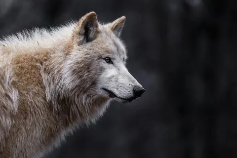 Arctic wolf Stock Photos