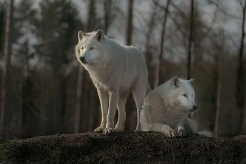 Arctic wolf Stock Photos