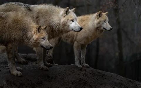 Arctic wolf Stock Photos