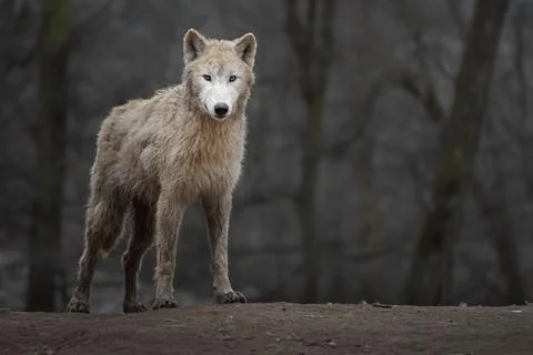 Arctic wolf Stock Photos