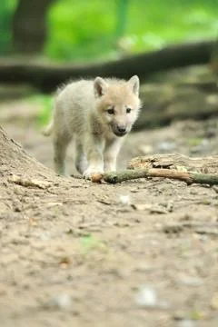 Arctic wolf puppy 写真素材