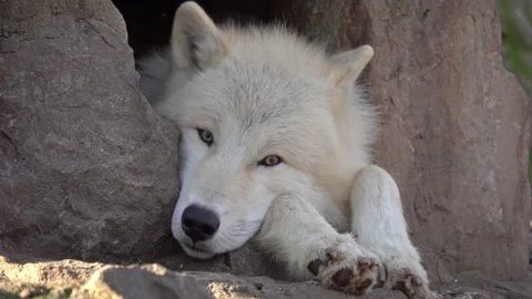 Arctic wolf relaxing with its head between rocks Stock Footage 320465293