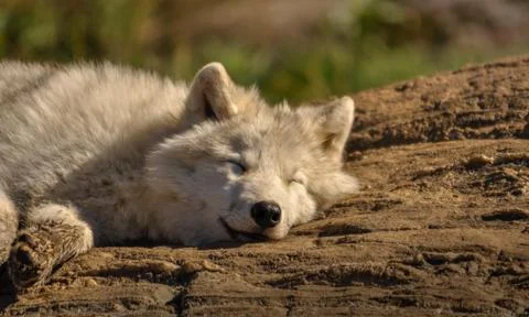 Arctic wolf relaxing in the sun. Stock Photos