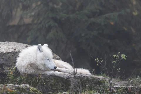 Arctic wolf resting in a forest Stock Photos