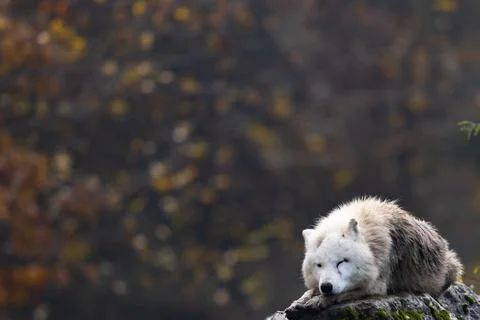 Arctic wolf resting in a forest Stock Photos