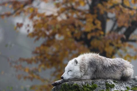 Arctic wolf resting in a forest Foto stock