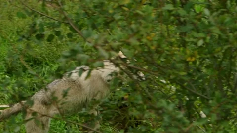 An arctic wolf runs through the forest while camera tracks sideways very Stock Footage 213155290