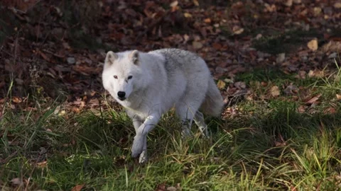 Arctic wolf runs towards camera and stops to look at you slomo Stock Footage 221010062