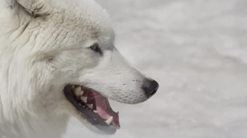 white wolf side profile