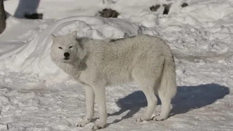 Arctic wolf sniffing ther air aware of camera Stock Footage 219526071