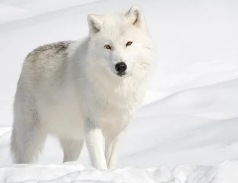 Arctic wolf in the snow looking at the camera Stock Photos