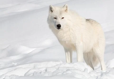 Arctic wolf in the snow looking at the camera Stock Photos