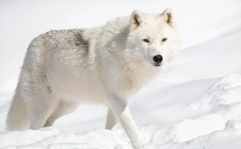 Arctic wolf in the snow looking at the camera Stock Photos